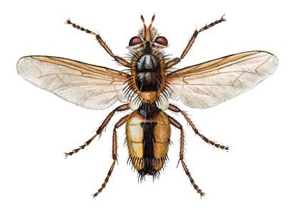 Tachina fera (L.) attēls