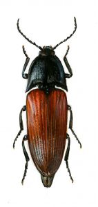 Elater ferrugineus L. attēls