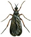 Empis borealis L. attēls