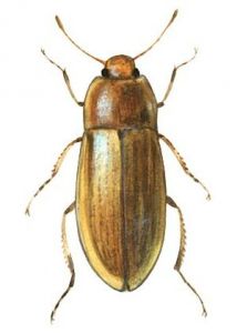 Enochrus sp. attēls