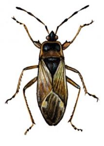 Eremocoris abietis L. attēls