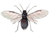 Eriosoma lanigerum Hausm. attēls