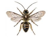 bite attēls