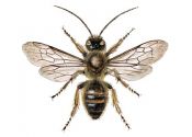 Eucera longicornis Panzer attēls