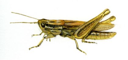 Euchorthippus pulvinatus (Fischer v. Waldheim) elegantulus attēls