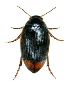 Eucinetus haemorrhoidalis (Germar) attēls