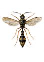 Eumenes pomiformis F. attēls