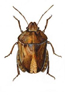 Eurygaster maura L. attēls