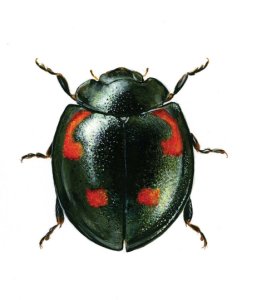 Exochomus quadripustulatus (L.) attēls