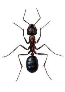 Formica rufa L. attēls