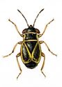 Geocoris grylloides L. attēls