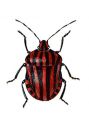 Graphosoma lineatum L. attēls