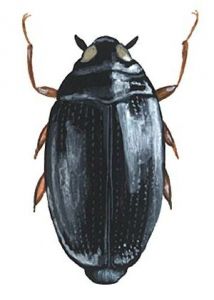 Gyrinus minutus F. attēls