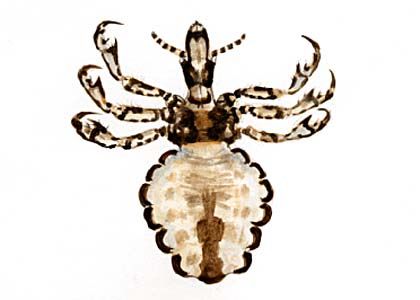Haematopinus suis L. attēls