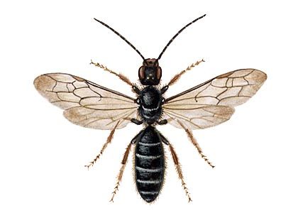 Halictus quadricinctus F. attēls