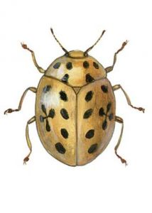 Halyzia sedecimguttata (L.) attēls