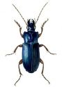 Harpalus aeneus F. attēls