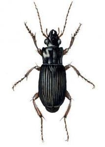 Harpalus rufipes De Geer attēls