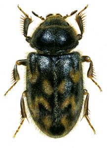 Heterocerus marginatus (F.) attēls