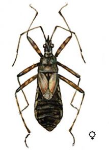 Himacerus apterus F. attēls