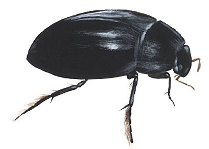 Hydrophilus caraboides (L.) attēls