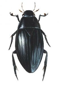 Hydrophilus piceus (L.) attēls