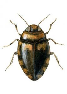 Hygrotus inaequalis (F.) attēls