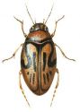 Hygrotus versicolor (Schaller) attēls