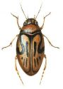 Hygrotus versicolor (Schaller) attēls