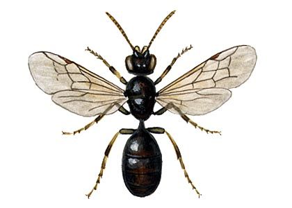 Hylaeus annularis Kirby attēls