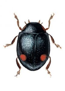 Hyperaspis campestris (Herbst) attēls