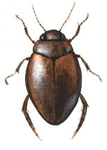 Hyphidrus ovatus (L.) attēls