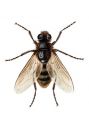 Hypoderma bovis L. attēls