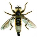 Laphria gibbosa (L.) attēls