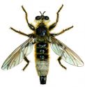 Laphria gibbosa (L.) attēls