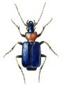 Lebia cyanocephala L. attēls