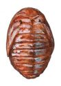 kartupeļu lapgrauzis attēls