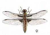 Libellula depressa L. attēls