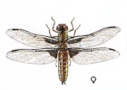 Libellula depressa L. attēls