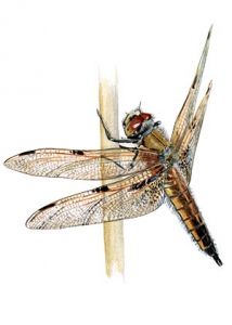 Libellula quadrimaculata L. attēls