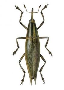 Lixus paraplectcius L. attēls