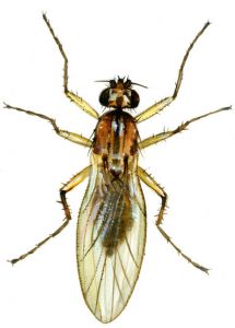 Lonchoptera bifurcata (Fallén) attēls