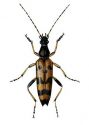 Leptura maculata Poda attēls