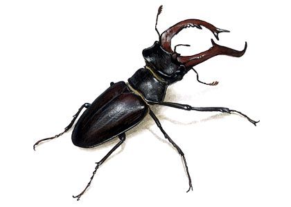 Lucanus cervus L. attēls