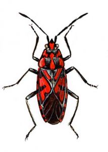 Lygaeus saxatilis Scop. attēls