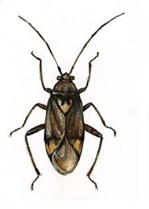 Lygus rugulipennis Popp. attēls