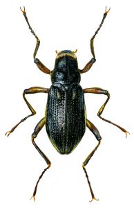 Macronychus quadrituberculatus Müller attēls