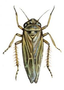 Macrosteles sp. attēls