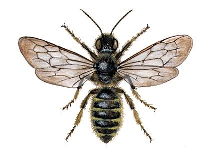Megachile centuncularis L. attēls