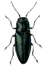 krāšņvabole attēls